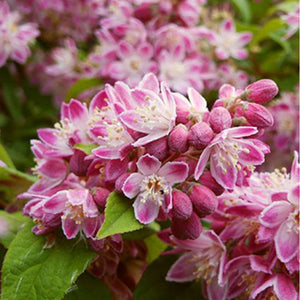 Deutzia Hybrid "Strawberry Field" la Ghiveci de 3L, 1 Bucata