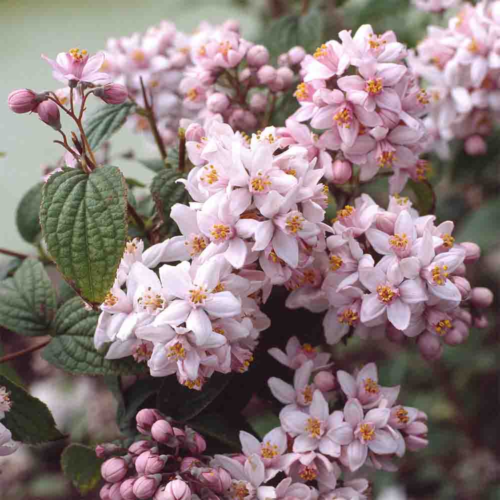 Deutzia Hybrid "Mont Rose" la Ghiveci, 1 Bucata