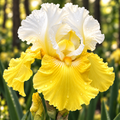 Bulbi Iris Germanica Tulip Festival