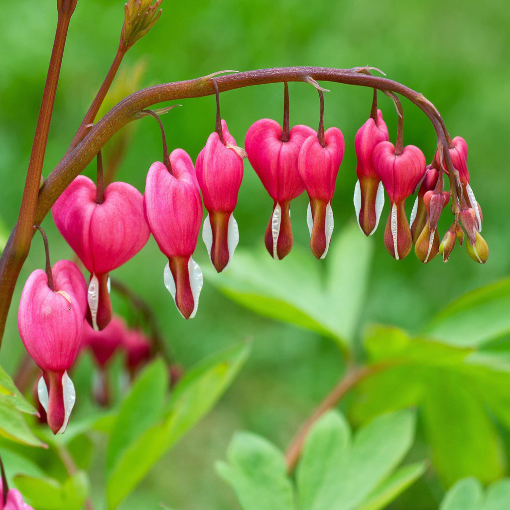 Bulbi de Dicentra "Cerceii Doamnei", Roz