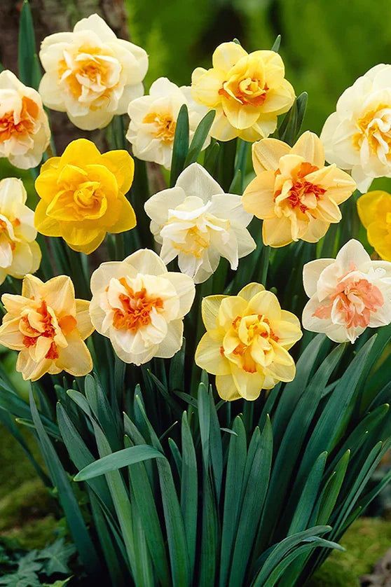 Bulbi Narcise Pachet Mix 10 buc