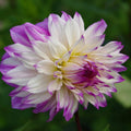 EU2MYT6XYAMWgnG_ae979c13-10e5-4b15-b536-bda6d7c7b1ca - Fitza Florilor