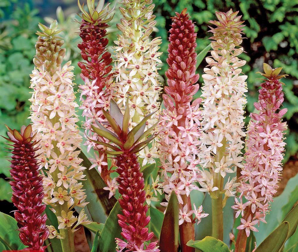 Bulbi de Eucomis "Comosa", Mixt, 2 Bucati