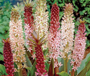 Bulbi de Eucomis "Comosa", Mixt, 2 Bucati