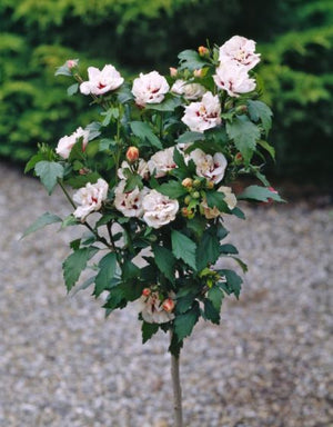 Hibiscus "Speciosus", la Ghiveci de 3L, 1 Bucata