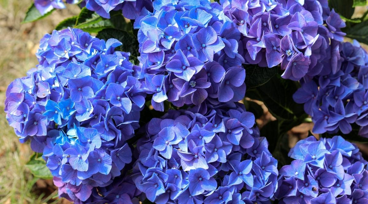 Hortensia Macrophylla "Early Blue", la Ghiveci de 3L, 1 Bucata