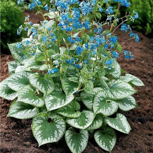 Nu-ma-uita Brunnera Emerald Mist