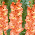 Bulbi Gladiole - Eminence - 5 buc