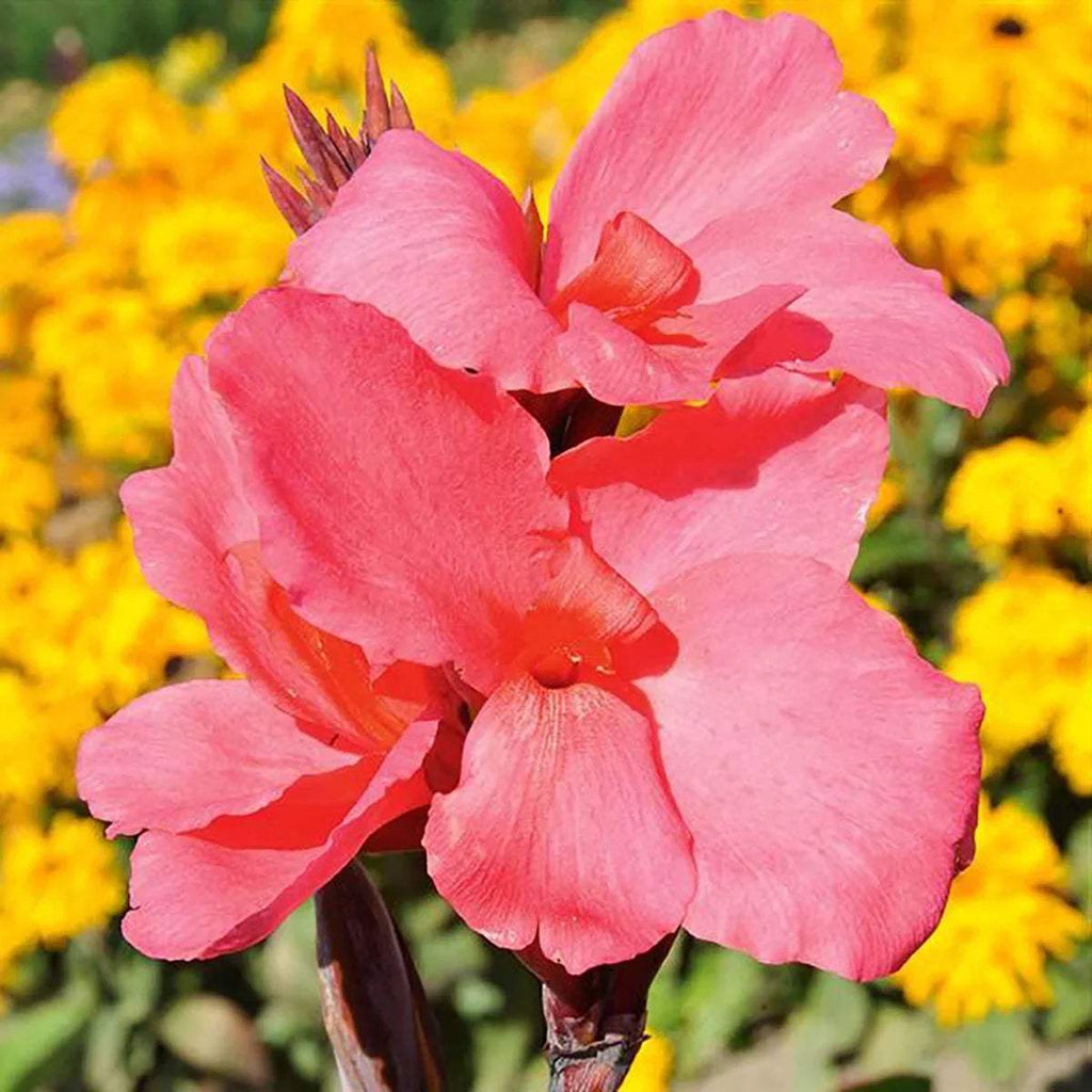 Empire-Canna-1-Rhizome-Top-Size-NEW_b9f365a1-b478-4eb8-8394-ed940622a715.84d99a139ca1caa3f5e53bfe9479b7ed - Fitza Florilor