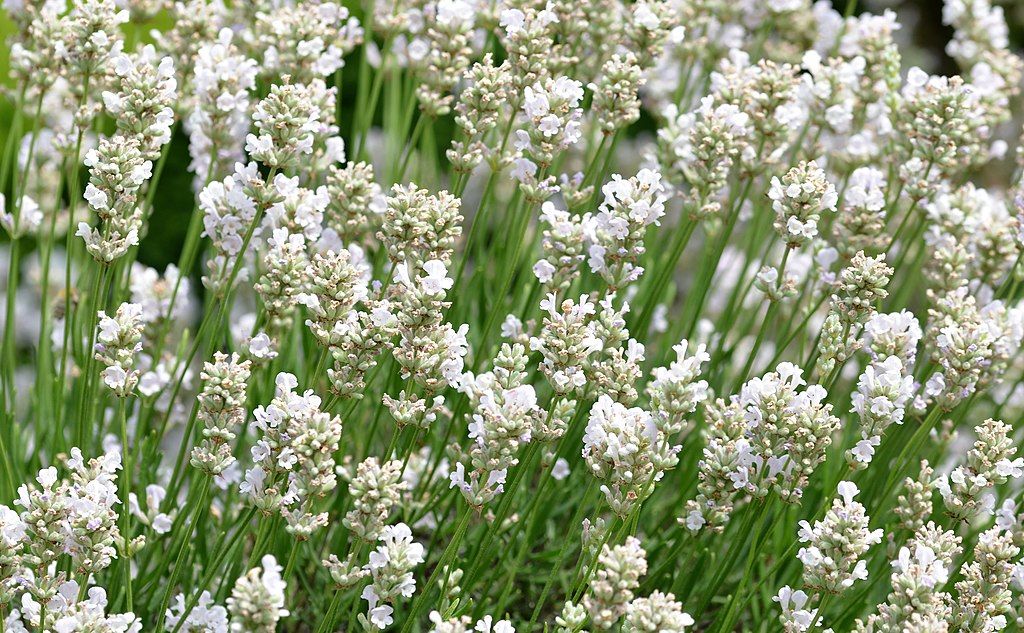 Lavanda, Alba, la Ghiveci de 3L, 1 Bucata