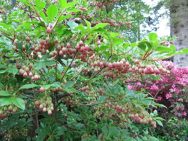 Clopotei Arbust Enkianthus, 1 Bucata