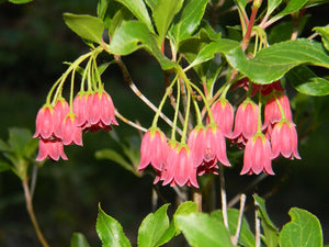 Clopotei Arbust Enkianthus, 1 Bucata