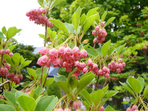 Clopotei Arbust Enkianthus, 1 Bucata