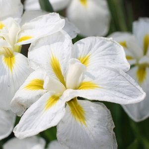 Bulbi de Iris Germanica "Ensata Gold Bound", 1 Bucata