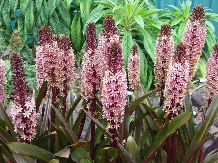 Bulbi de Eucomis "Comosa", Mixt, 2 Bucati