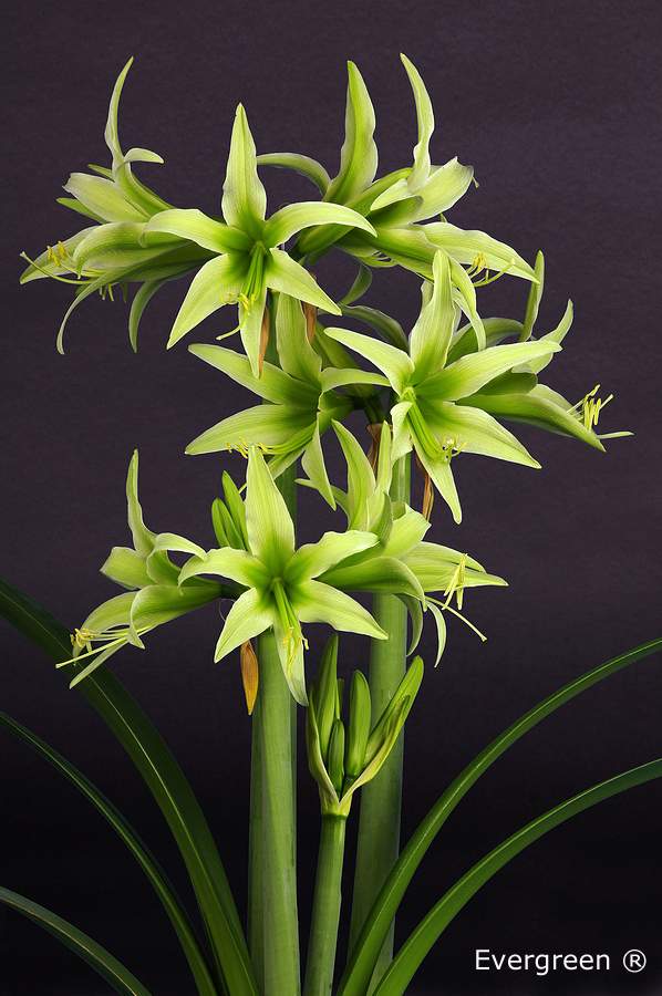 Bulbi de Amaryllis "Evergreen", 1 Bucata