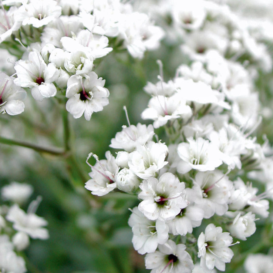Gypsophila - Fairy Perfect - Floarea Miresei- 2 bucati
