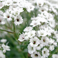 Gypsophila - Fairy Perfect - Floarea Miresei- 2 bucati