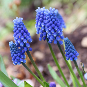 Bulbi de Muscari "Armeniacum", 5 Bucati