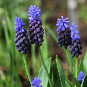 Bulbi de Muscari "Latifolium", 5 Bucati