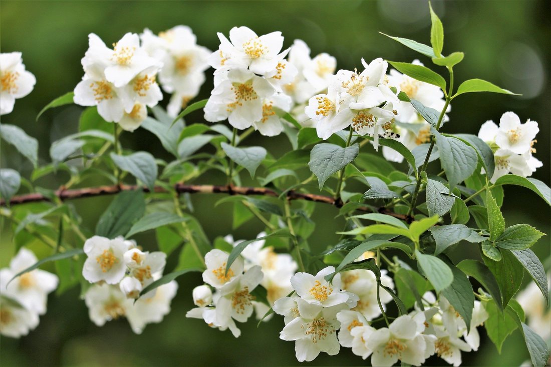 Iasomie de Gradina "Philadelphus Coronarius", 1 Bucata