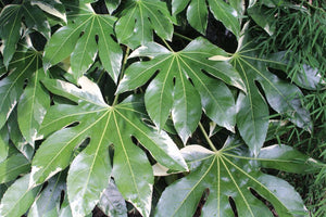 Fatsia Japonica, la Ghiveci de 3L, 1 Bucata