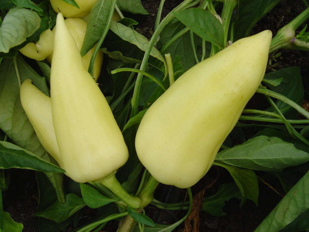 Semințe de Ardei Gras "Feher", 0.7g