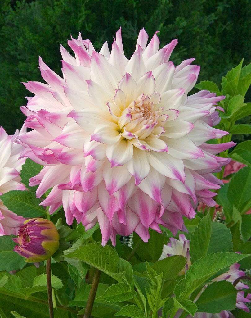 FerncliffIllusion_d355a561-cb7a-4ba6-b7aa-bcf25836e7c0 - Fitza Florilor