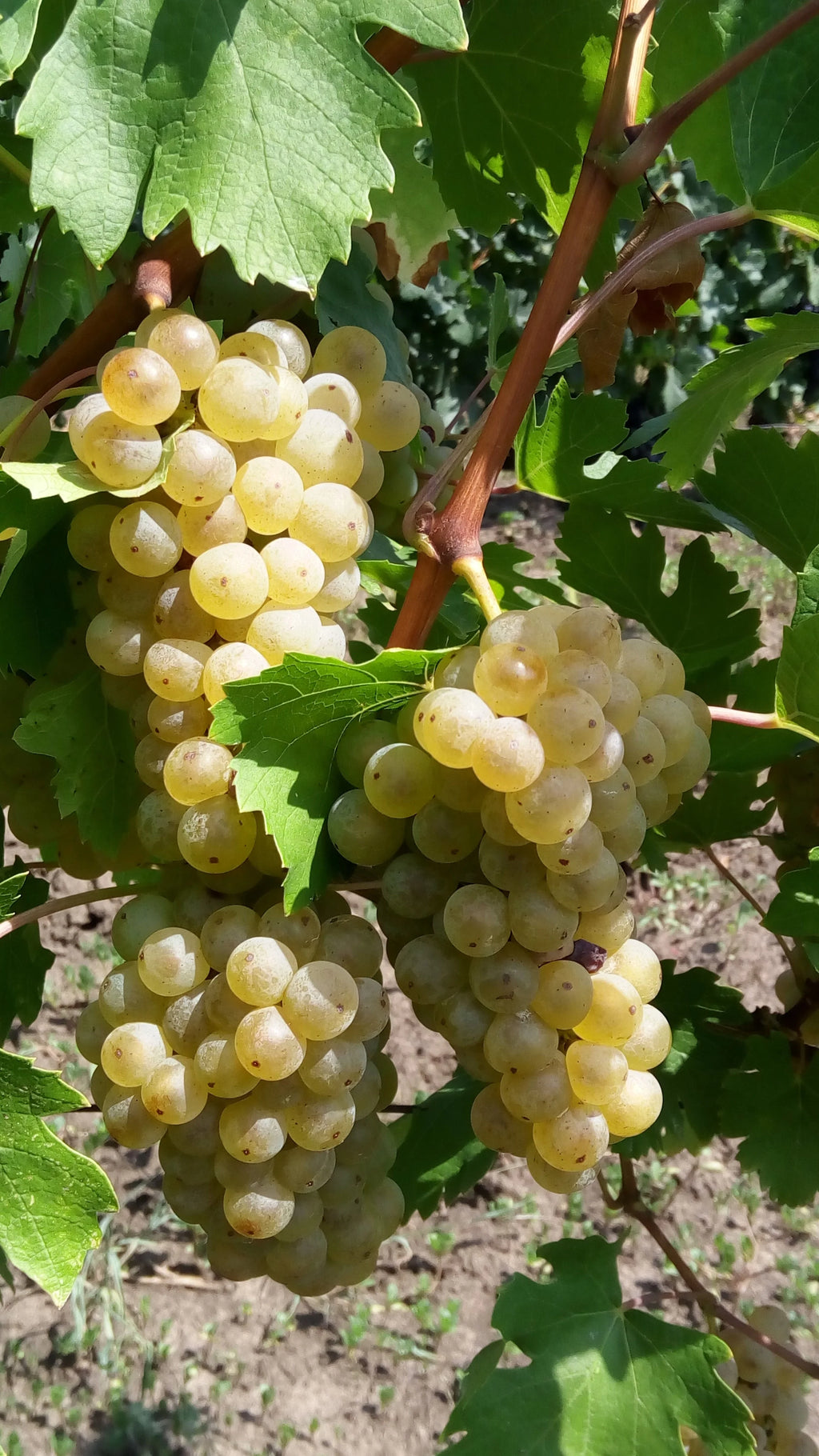 Vița de Vie "Fetească Alba", la Ghiveci