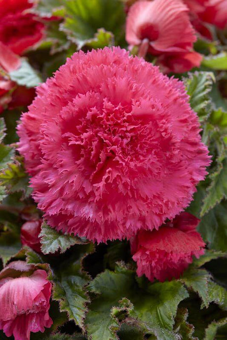 Bulbi de Begonia "Fimbriata", Roz, 1 Bucata