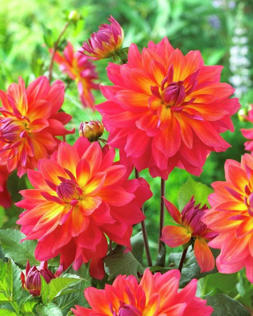 Firepot_2744c3d7-b79f-4ee5-bb2a-0af02b5889c6 - Fitza Florilor