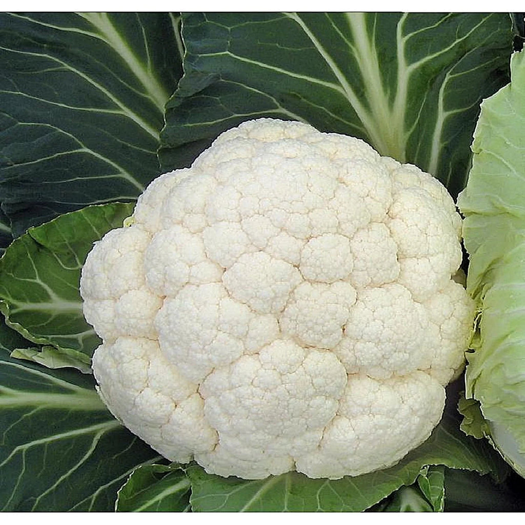 Semințe de Conopidă "Gigante di Napoli Tardivo" , 1g