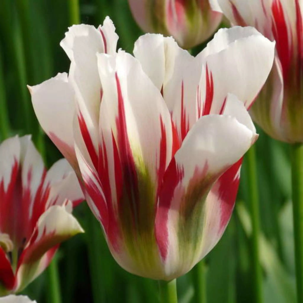 Bulbi de lalele Flaming Spring Green – soi decorativ cu petale fine și contrast delicat de culori. Plantare toamna pentru efect wow primăvara.