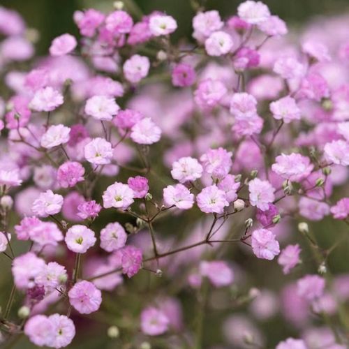 Gypsophila - Flamingo - Floarea Miresei- 2 bucati