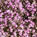 Gypsophila - Flamingo - Floarea Miresei- 2 bucati