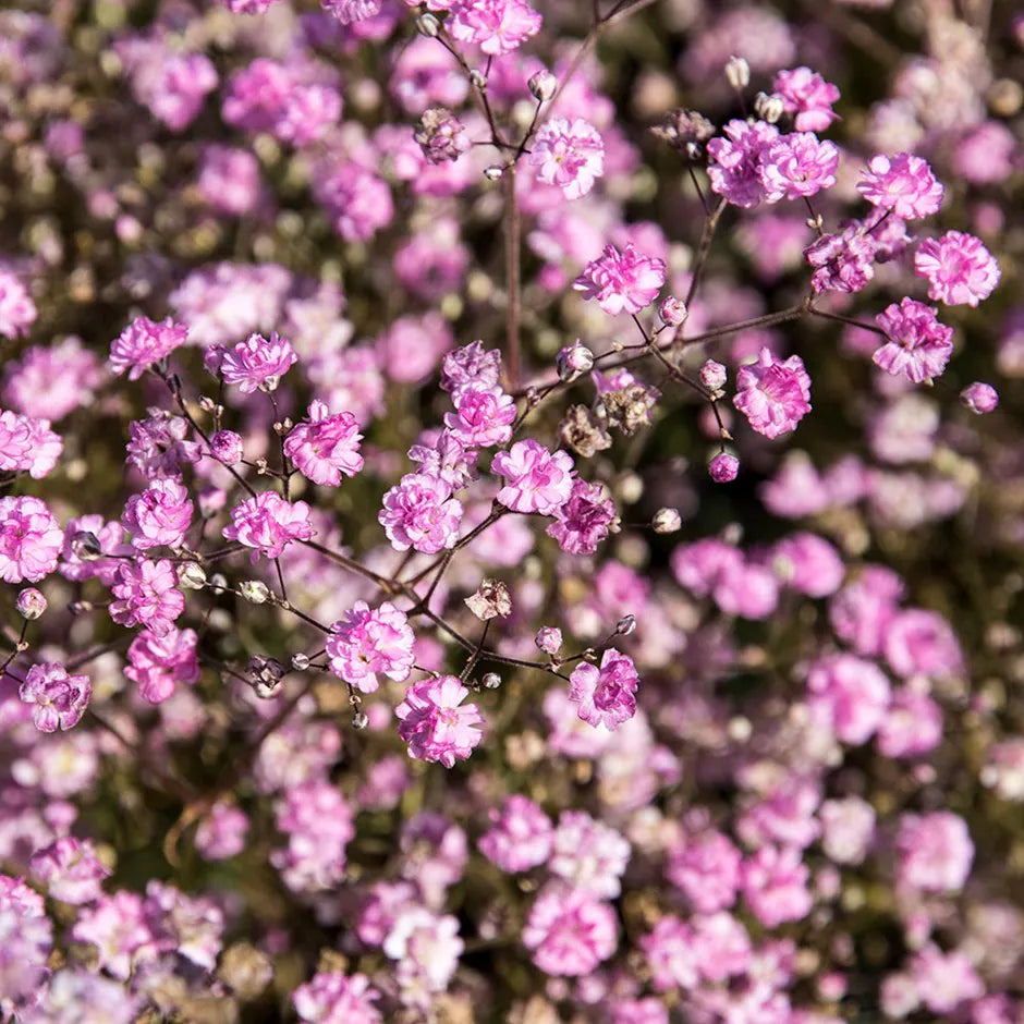 Gypsophila "Flamingo"(Floarea Miresei)