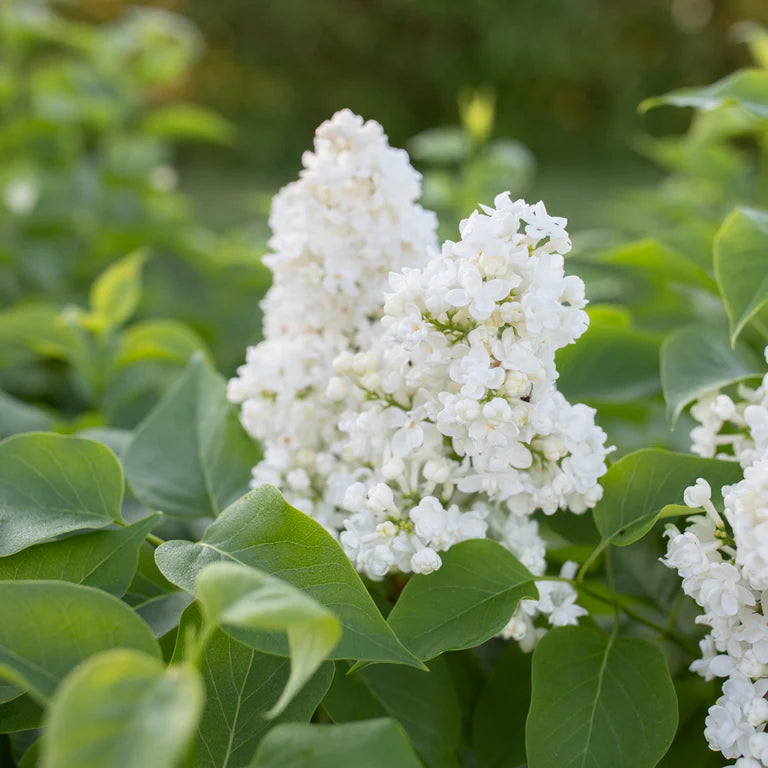 Liliac Syringa Vulgaris "Madame Lemoine", 1 Bucata