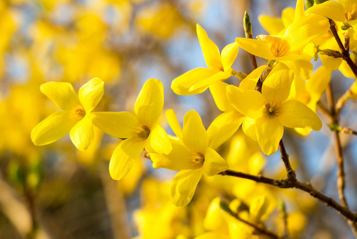 Forsythia,1 Bucata