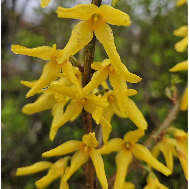 Forsythia "Goldrausch", la Ghiveci de 3L, 1 Bucata