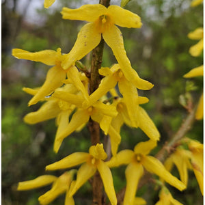 Forsythia "Goldrausch", la Ghiveci de 3L, 1 Bucata