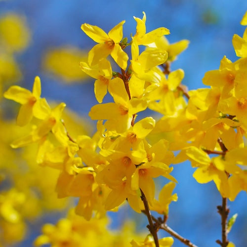 Forsythia,1 Bucata