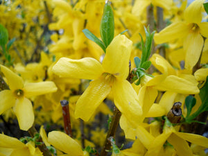 Forsythia Suspensa, la Ghiveci de 3L, 1 Bucata