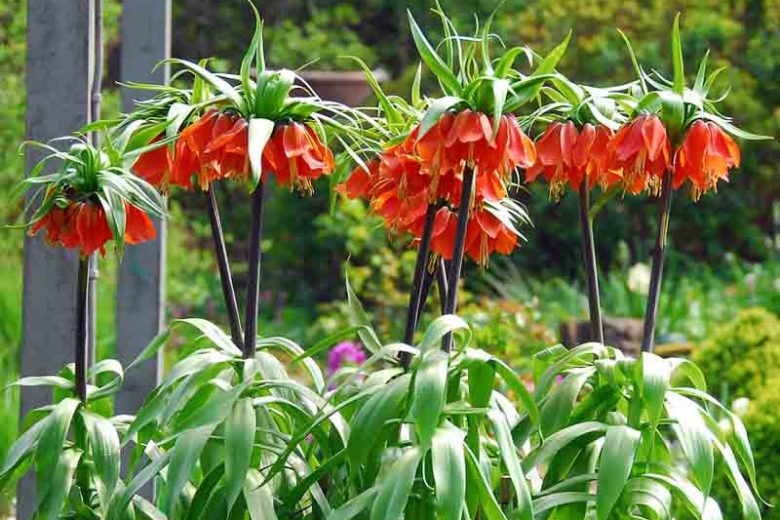 Bulbi de Fritillaria "Rubra", 1 Bucata