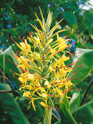 Bulbi de Ghimbir "Hedychium Coccineum Aurantiacum", Gardnerianum Galben, 1 Bucata