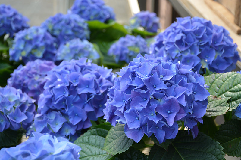 Hortensia Macrophylla "Early Blue", la Ghiveci de 3L, 1 Bucata