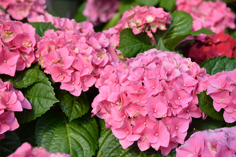 Hortensia Macrophylla "Early Pink", la Ghiveci de 3L, 1 Bucata