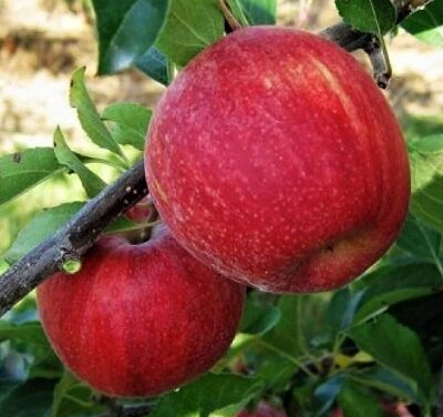 Pomi Fructiferi - Mar Aromat de Vara - Anul 2 - 1 buc