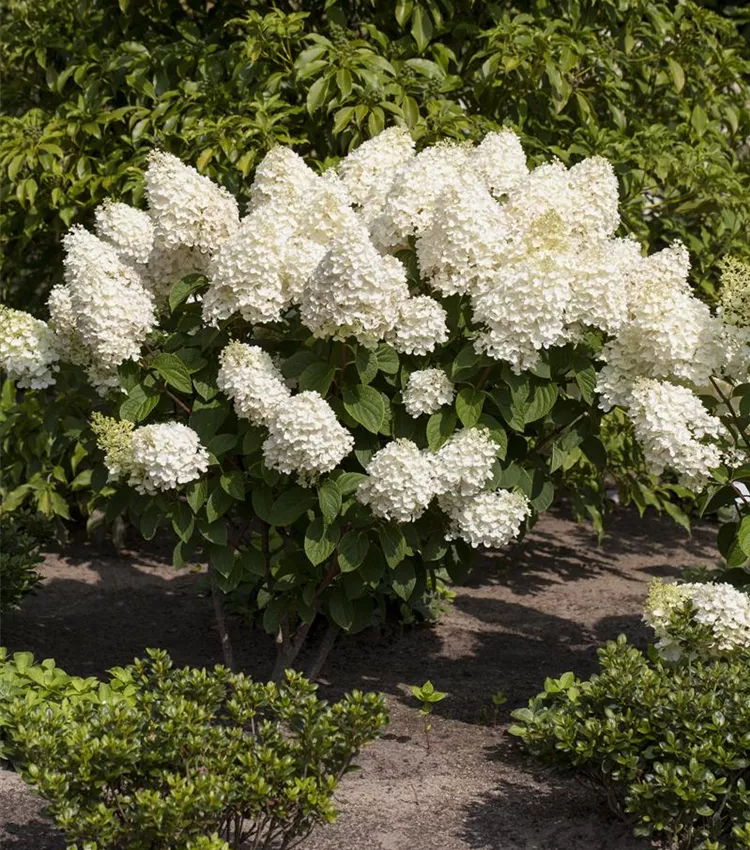 Hortensia Arbustiva Paniculata "Silver Dollar", la Ghiveci de 3L, 1 Bucata