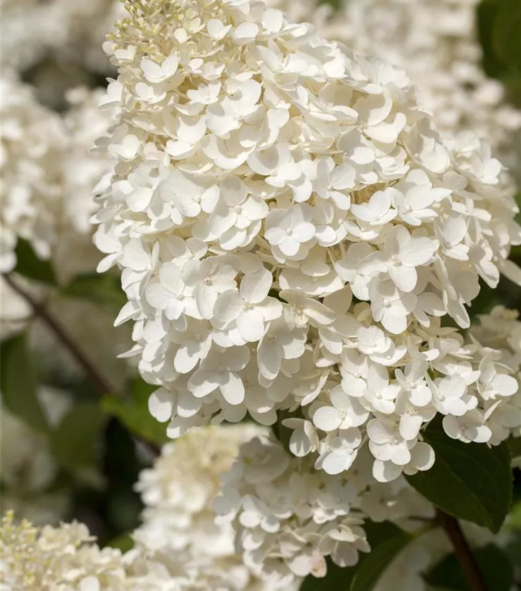 Hortensia Arbustiva Paniculata "Silver Dollar", la Ghiveci de 3L, 1 Bucata