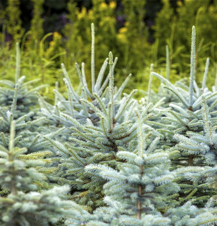 Picea Glauca Misty Blue la Ghiveci de 6 litri, 1 Bucata